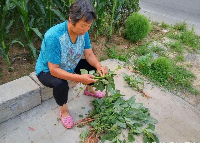 这种蔬菜被叫做“旱菜”，惊蛰节气过后，能不能种植，答案来了