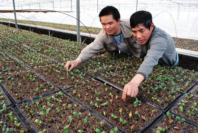 核桃果实的外壳那么厚，怎样才能用核桃培育出幼苗来？可以这样做