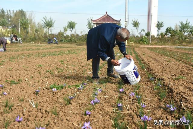 亩成本从3万多元暴跌10倍，被打回原形的藏红花，还能种植吗