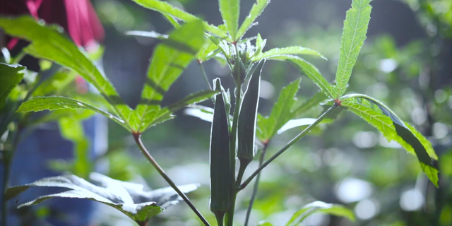 立秋！吃浑身是宝的秋葵，赏爬满栅栏的牵牛花