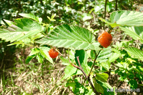 山莓该要怎么种植呢？山莓的种植方法以及注意事项