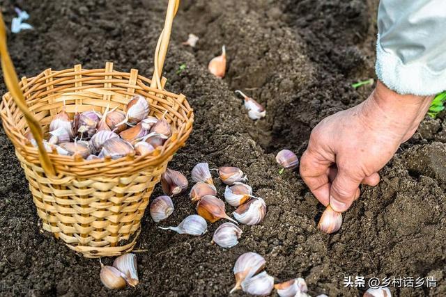 种植白露葱和大蒜，这几点可不能忽视，很多人年年吃亏就是没记性