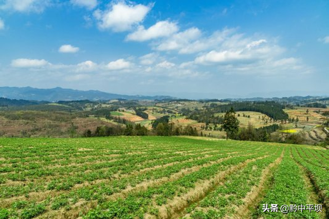 种植面积700余万亩 贵州省十大举措助力中药材产业做优做强