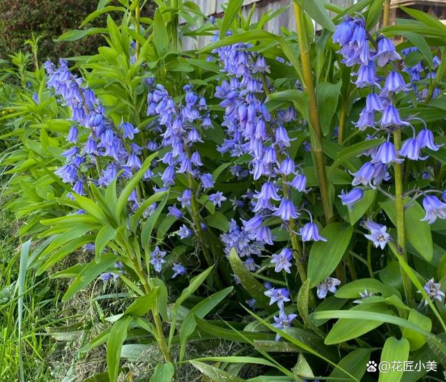 适合在冬天种植的“35种花”，即使外面万物萧条，家里也春意盎然