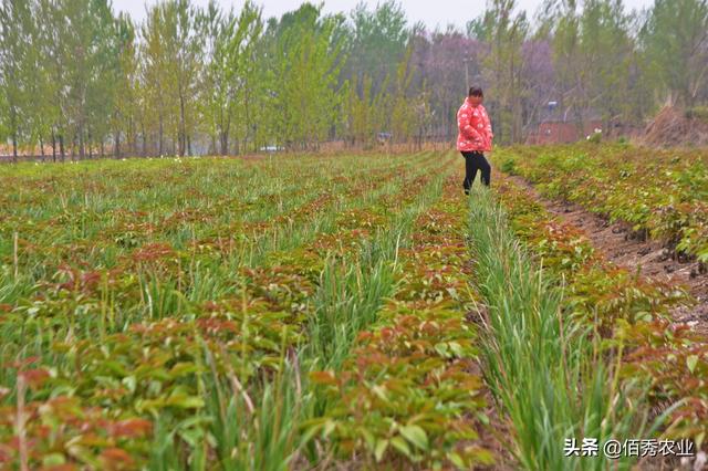 芍药田套种知母，农村人掌握这个技术，种植效益翻一倍