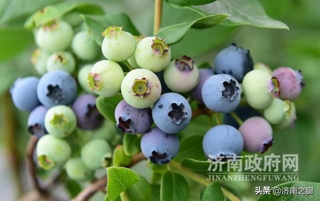 《济南人物》济南市蓝莓种植领头雁 杨松泼