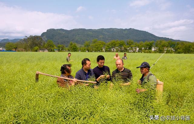 高产油菜有哪些种植管理技巧？从种到收重点抓好这8点