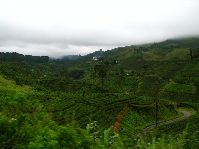 斯里兰卡：最大的茶叶生产国之一，茶叶种植业对当地的经济影响