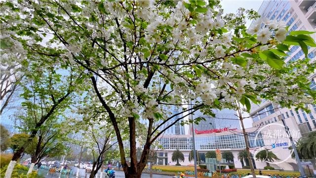 高新花事丨浪漫得犯规了！ 300株早樱盛放吉泰路市政公园