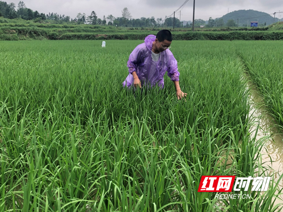 湘西州2021年上半年种植业经济形势稳中向好