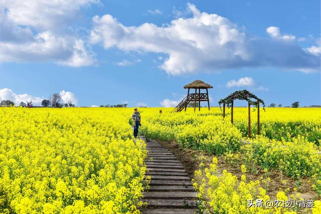 高产油菜有哪些种植管理技巧？从种到收重点抓好这8点