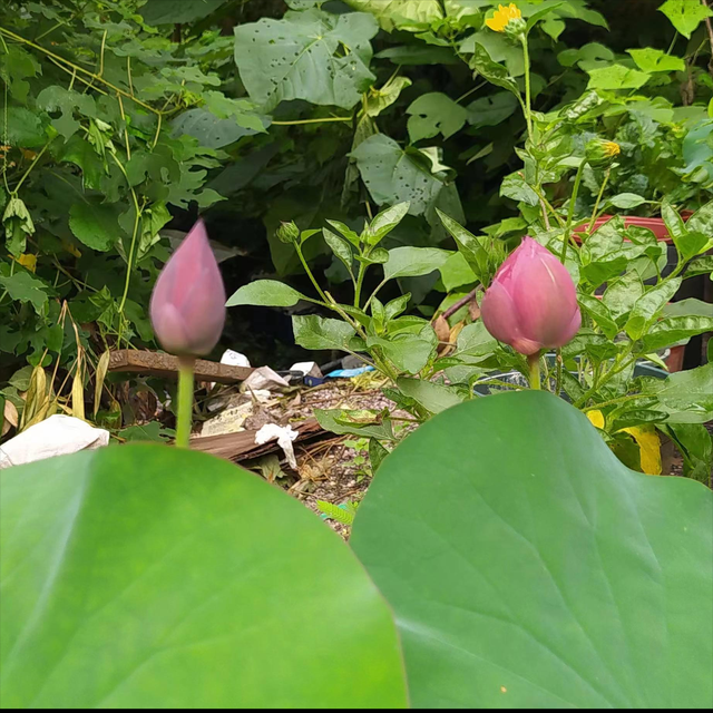 睡莲的养护秘诀：如何正确养护让其盛开花朵