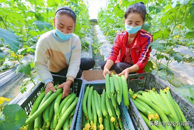 丝瓜如何种植管理才能更优质更高产？记住这6个种植管理技巧