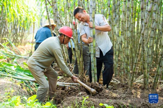 湖南南县：甘蔗收获助农增收