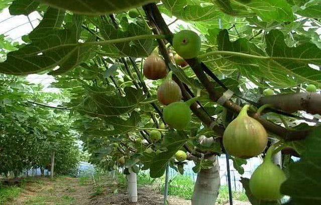 种无花果赚钱吗？无花果种植利润、成本及前景分析预测