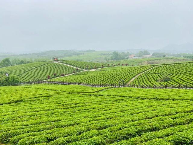 茶的种植与加工