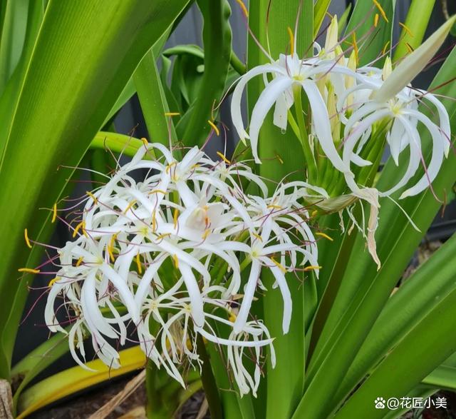 适合在冬天种植的“35种花”，即使外面万物萧条，家里也春意盎然