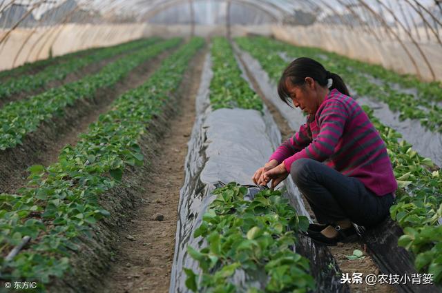 种植冬季大棚蔬菜，保温防寒、浇水控湿管理技巧！