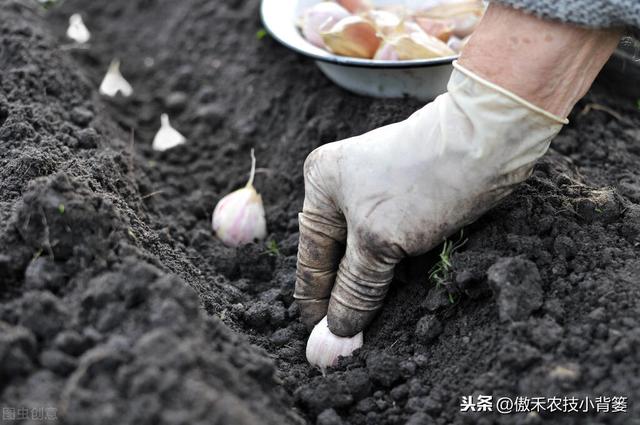 大蒜巧播、巧种、巧管理，确保一播全苗、出苗齐壮、高产丰收