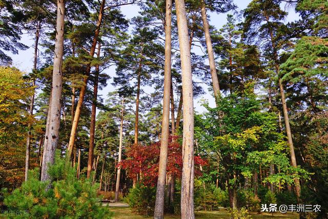 红松种植培育技术与病虫害防治，提高红松的造林质量，来学习一下