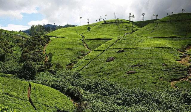 斯里兰卡：最大的茶叶生产国之一，茶叶种植业对当地的经济影响