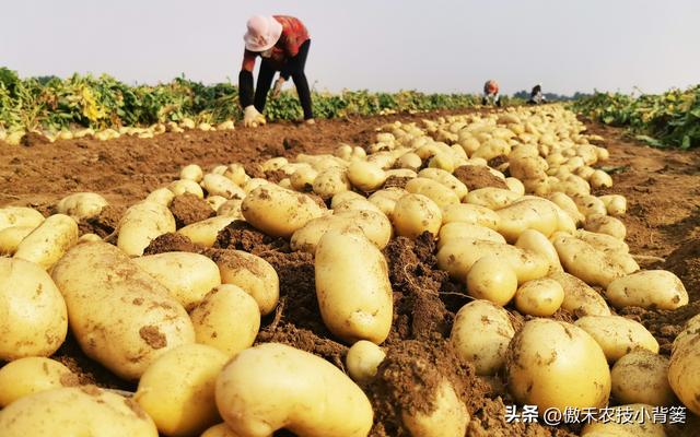 想让土豆更高产，重点抓住这4点！建议收藏