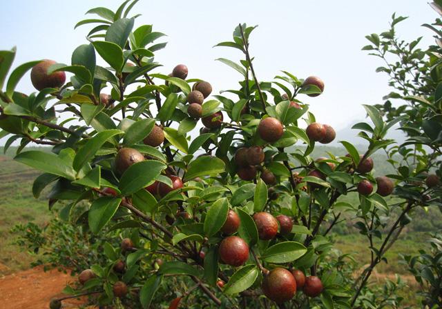 2019年种植油茶树赚钱吗？油茶种植前景效益 深度剖析 建议收藏