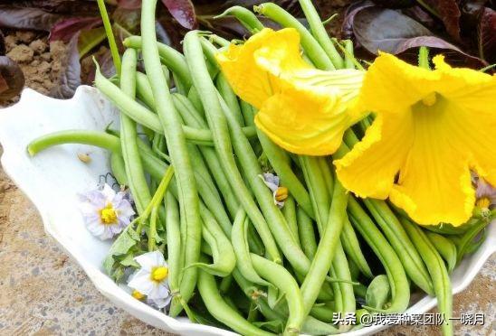 这些品种的无架地豆角，种植简单省事，还能多茬采收