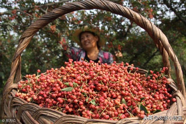 花椒种壳厚播种后难出芽？这样种植出芽率更齐、成活率更高！