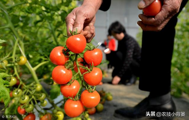 小番茄（圣女果）如何种植管理，才能增加产量、提高品质？