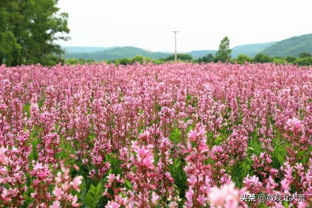 北大荒集团锦河农场白鲜皮“激情绽放”开出“致富花”