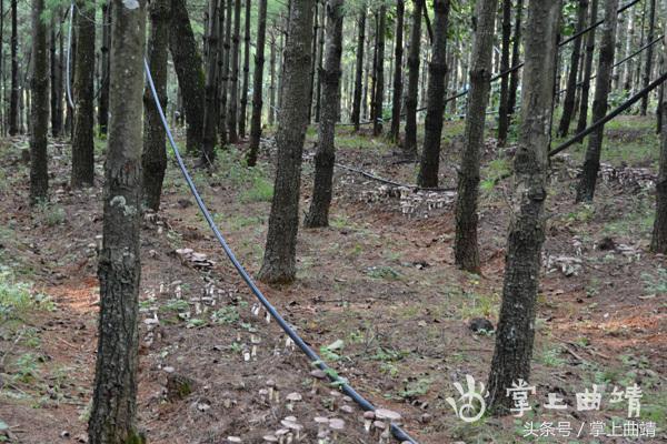 会泽推广食用菌林下仿野生种植带动林农增收