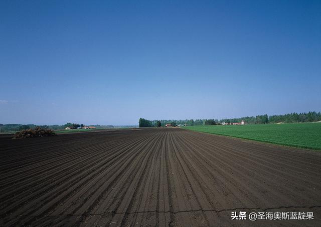 还不知道怎么种植市场价值这么高的蓝靛果？学会这四步轻松搞定