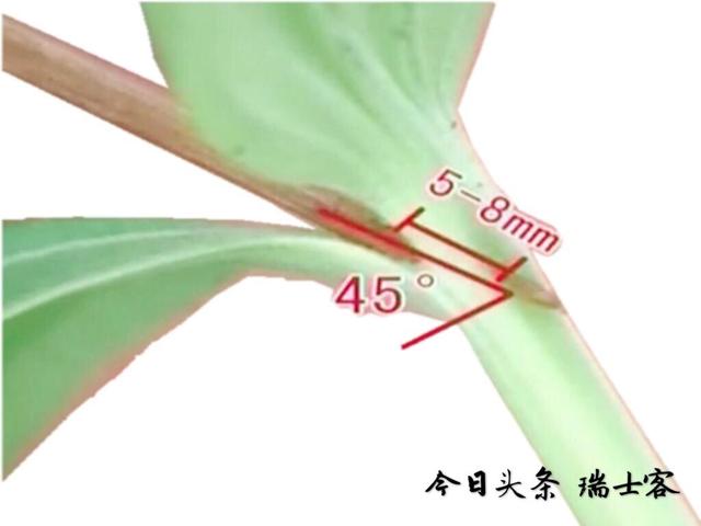 西瓜怎样嫁接成活率高？用这种新的方法，嫁到没根的南瓜上都可活