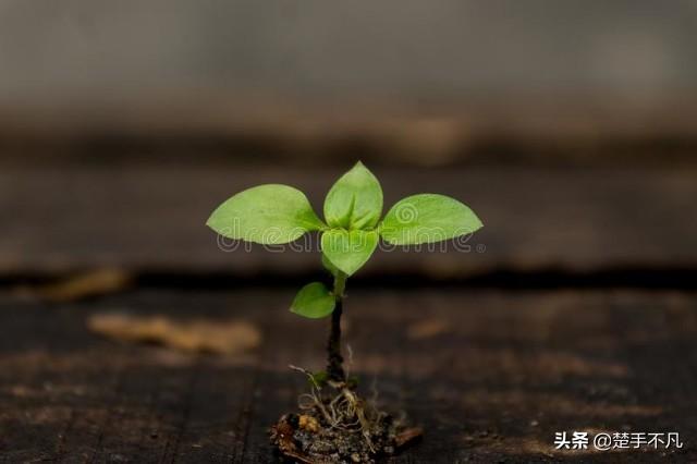 “埋木床”山丘种植土堆种植法