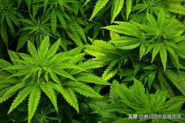 大麻是个什么鬼?私自种植属违法，偷偷经营警察抓！