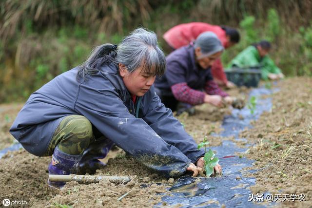 灵魂拷问：如何提高百香果的产量和品质？良种、适地，加合理栽培