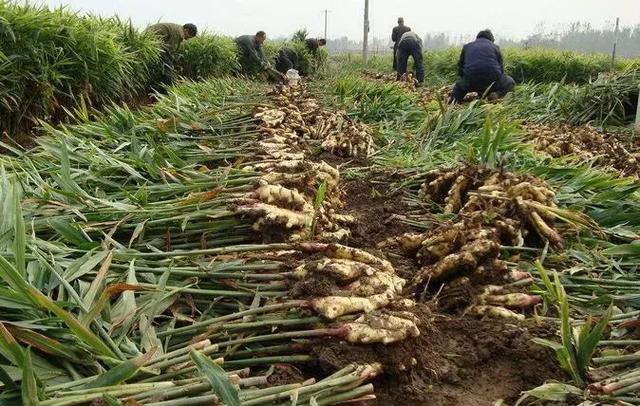 生姜什么时候种植？种植生姜有哪些需要了解的？