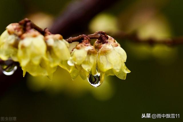 如何使盆栽腊梅多开花？做好这5点，腊梅开花多而香，花期更长久