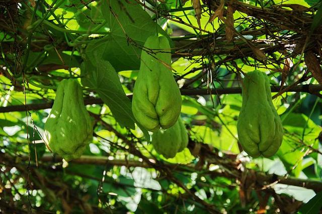 佛手瓜不会种植？掌握5点种植技术，佛手瓜轻松结满藤