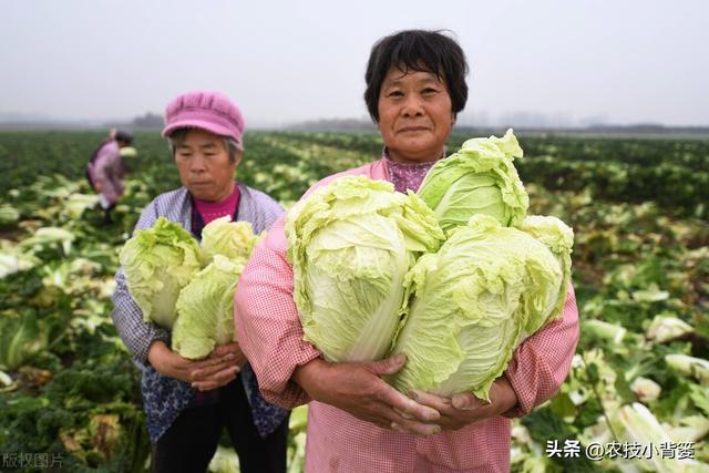 如何才能种好大白菜？这3个方面一定不能忽视