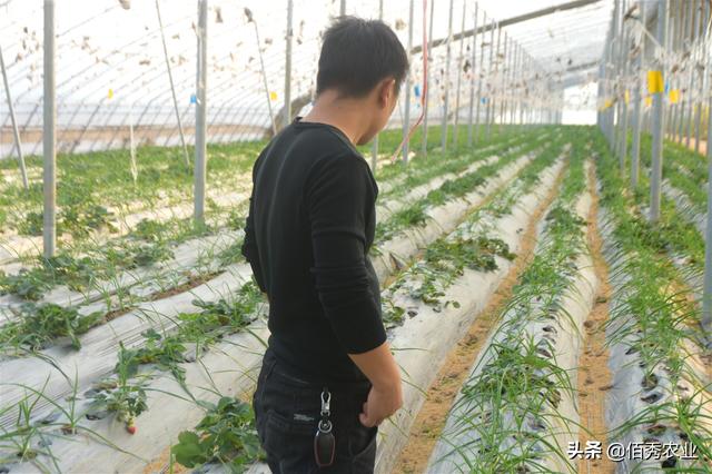 农村小伙种植大棚草莓，信心百倍犯大忌，刚上路就损失惨重