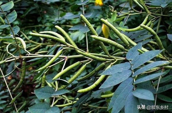 农村驱蛇有绝招，门前种植这种草，种过的农民都说管用