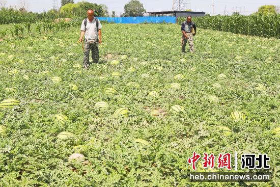 张家口桥东区：西瓜种植铺就“甜蜜”致富路