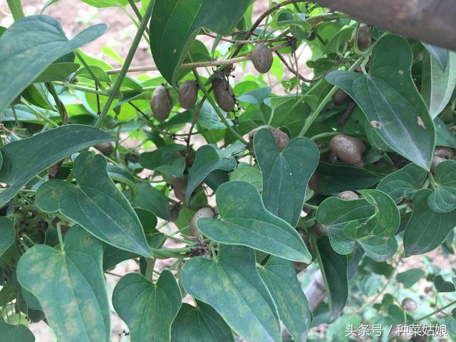 麻山药种植新方法，用山药豆播种，种起来简单多了，长得也很好