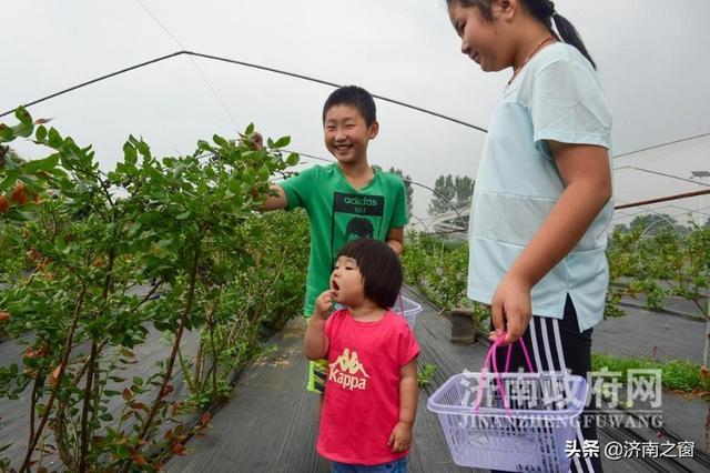 《济南人物》济南市蓝莓种植领头雁 杨松泼