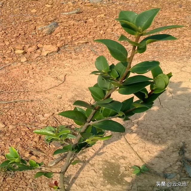 油茶苗栽植后如何抚育管理？做好培蔸、追肥，掌握抚育时间及方法