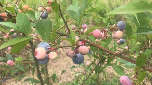 因销路成问题万株蓝莓成“野果”嵊州一果农很心疼