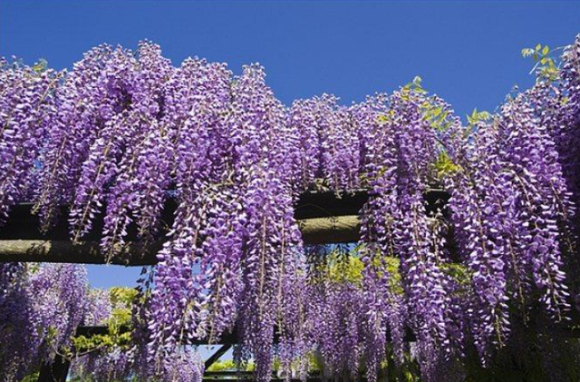 6种真正的爬藤花，不用人为干预，浇点水肥就长，1年变“花墙”