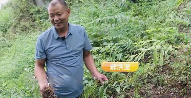 农村小伙负债三百万创业，扎根深山种植中药材，带一千户农民致富